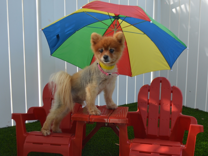 Artificial Grass Installation Corona, California Dog Running, Dogs